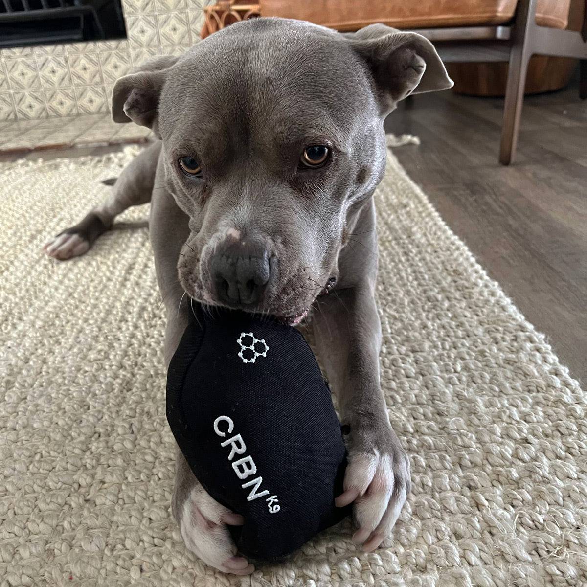 Gray pit bull puppy playfully gripping a black, textured squeaky dog toy on a beige rug.
